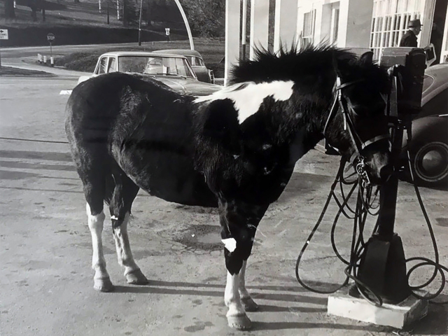 Horse at Five Corners Horse at Five Corners
